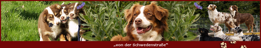 Hundezuechter von der Schwedenstrasse